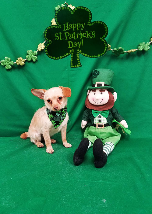 St. Patricks - Happy Tails Grooming and Boarding